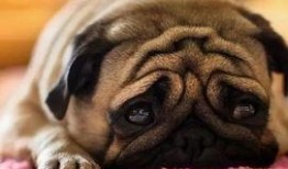 巴哥最新爆料信息网站,揭秘网络热点背后的真相与内幕